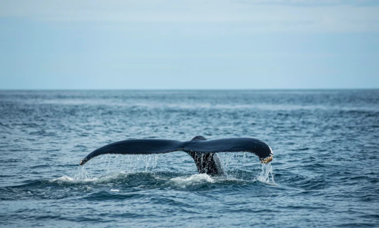 moi-truong-bien-va-sinh-vat-bien-dang-bi-ton-thuong-do-o-nhiem