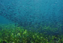 co-bien-rung-duoi-bien-it-duoc-nhac-ten-nhung-cuc-ky-quan-trong (2)