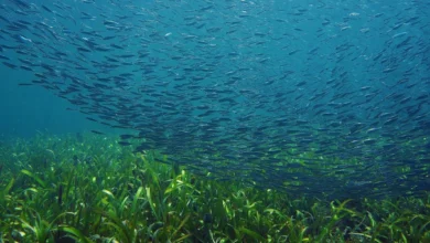 co-bien-rung-duoi-bien-it-duoc-nhac-ten-nhung-cuc-ky-quan-trong (2)