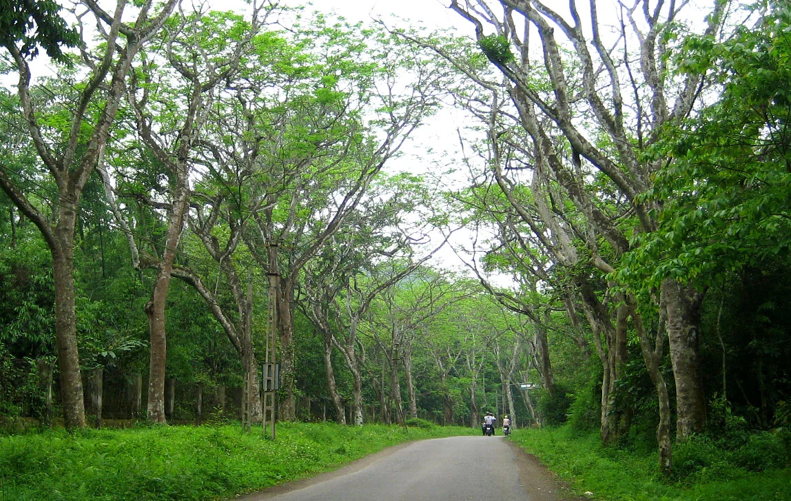 hanh-trinh-viet-nam-gianh-lai-nhung-canh-rung-da-mat (10)